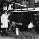 1918: An automatic milking machine on display at the Women’s War Service Exhibition in Whitechapel, London.